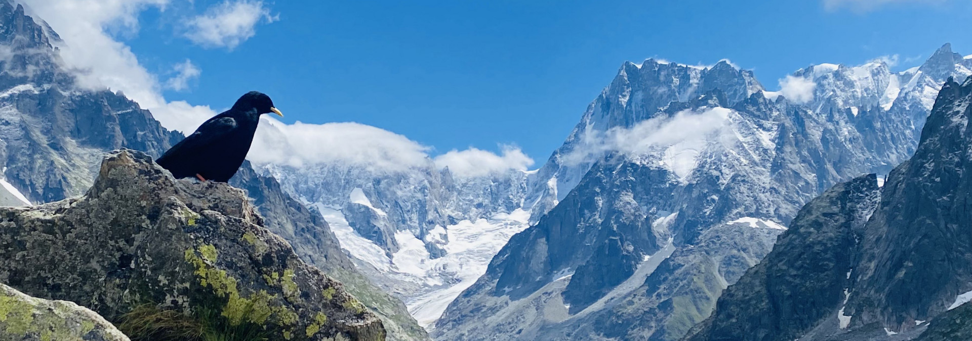 A bird with Mer de Glace as the stunning backdrop.