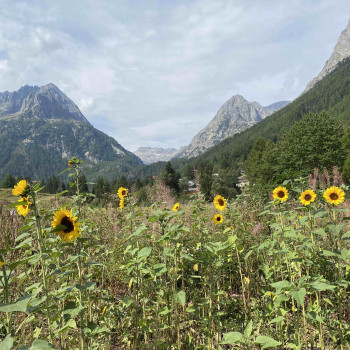 Sunflowers on run around the mountains. These views are amazing. 