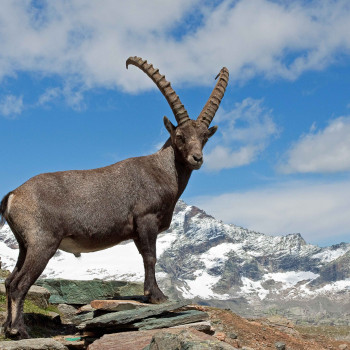 Ibex in the mountains above Chamonix, France