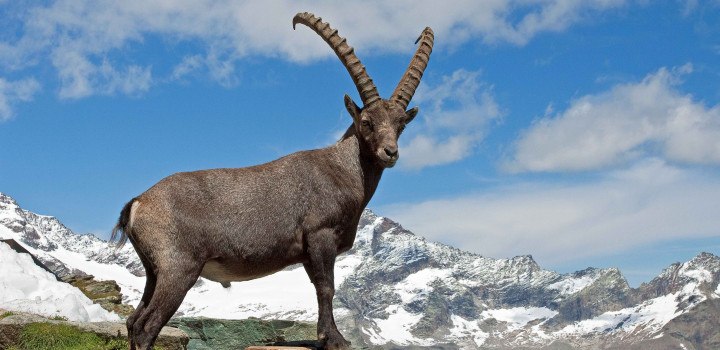 Ibex in the mountains above Chamonix, France