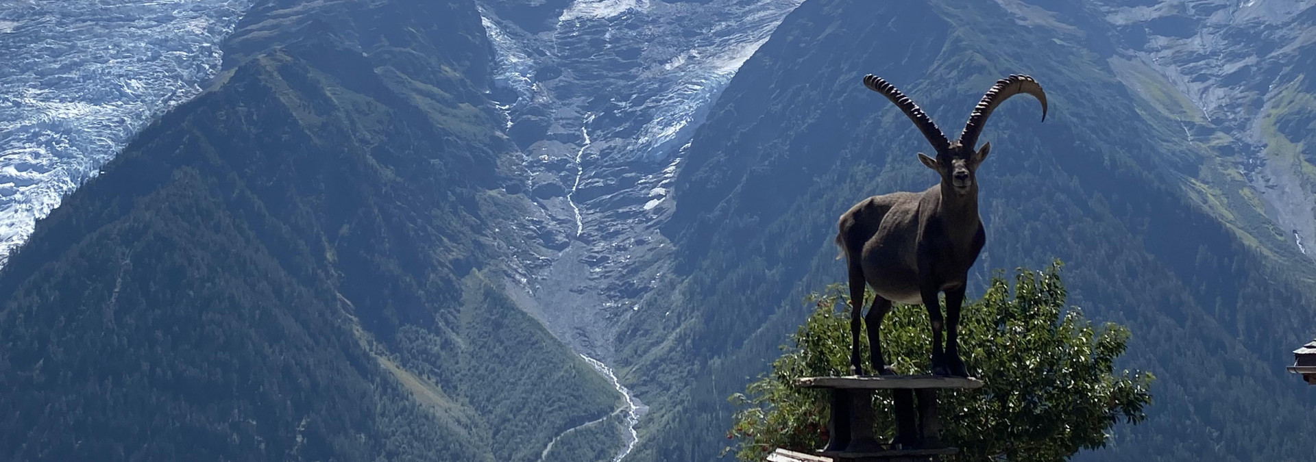 An Ibex chilling on the roof.