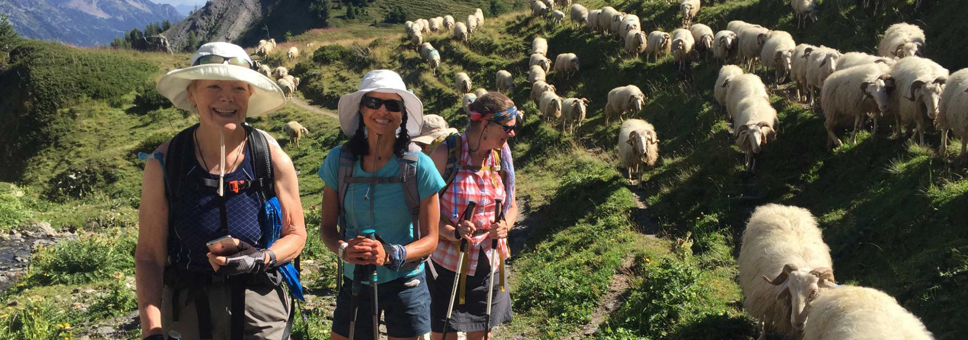 Classic Tour du Mont Blanc - herds of curly-horned sheep on the Italian side of the trail