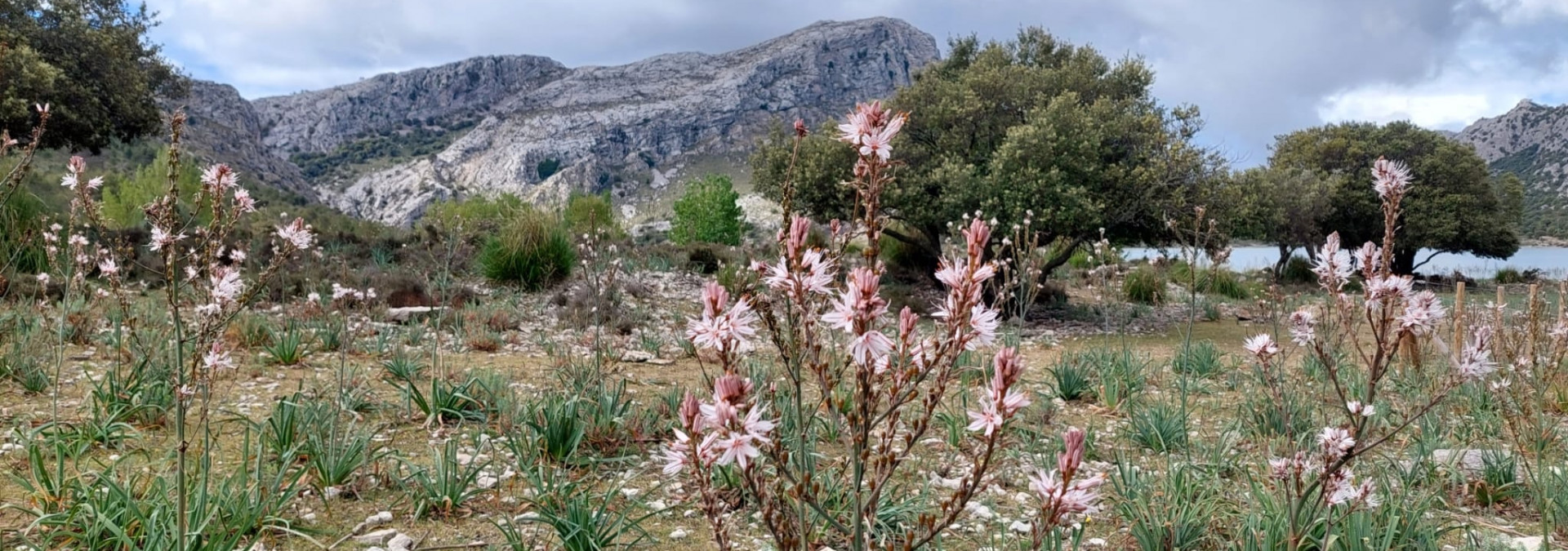 Flora of The Serra de Tramuntana