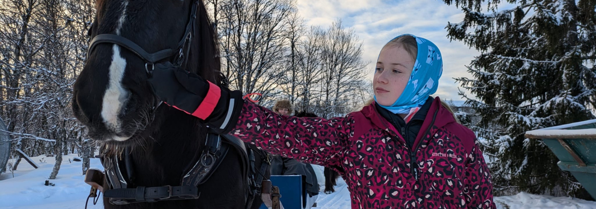 horse sledges