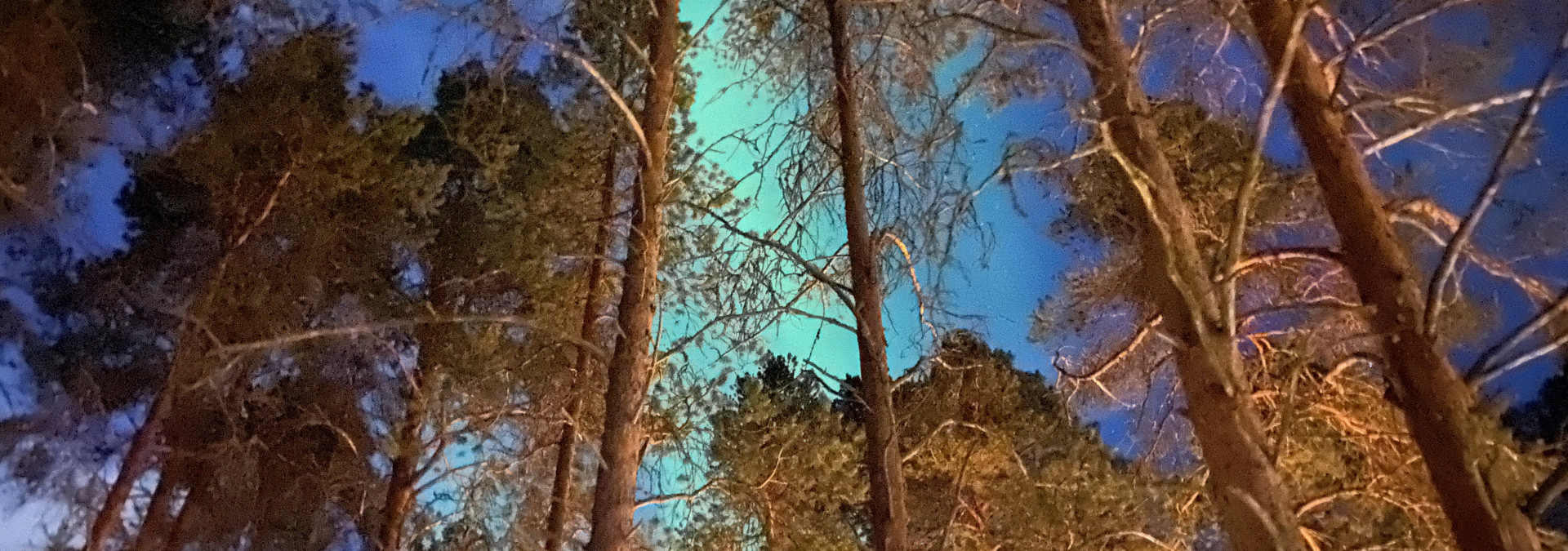 A glorious night under the pines with the Aurora Borealis shining bright through the branches