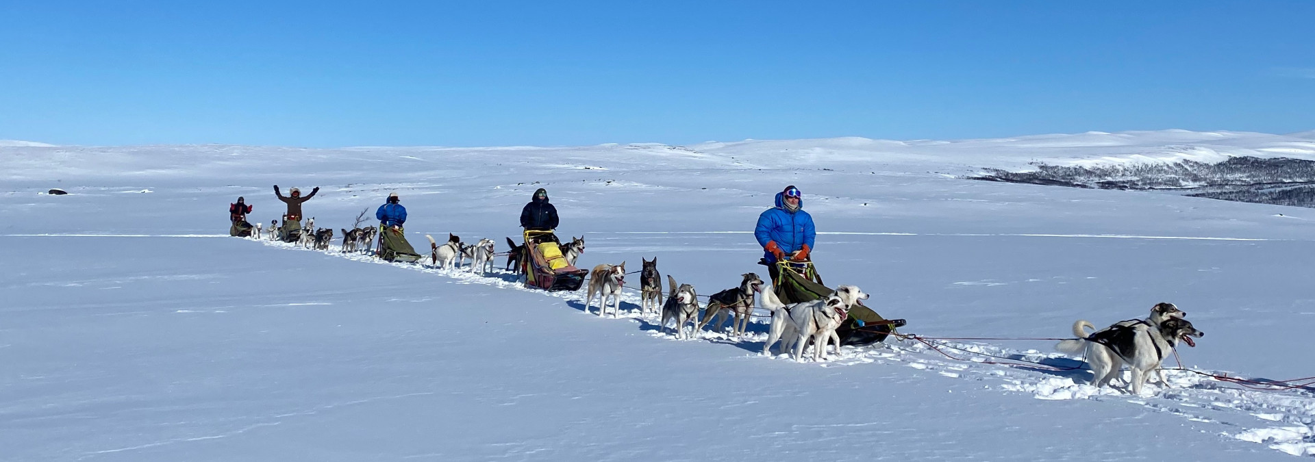 Dog teams training on the Finnmarksvidda.