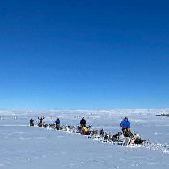 Dog teams training on the Finnmarksvidda.