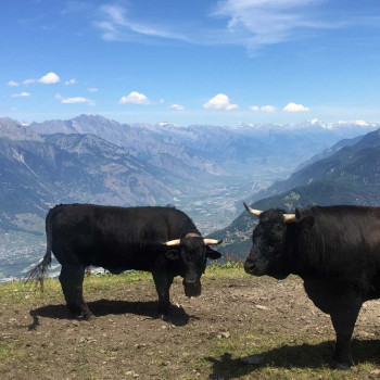 Classic Tour du Mont Blanc -  Val d'Herens cows